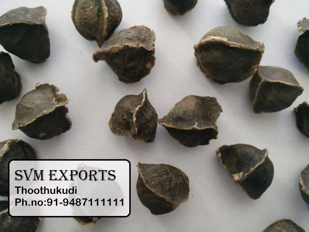 Product image - Our SVM Exports Wingless moringa seeds are mainly used for eating purpose.  Wings from the seeds are cleaned using advance machineries.  Wingless seeds are also used for making moringa oil.  Moringa is one of the nutrient-dense plant, rich in minerals like calcium, iron, and vitamins.   Essential amino acids that are found in the moringa.  Moringa can supports the body in many ways including increased energy, sleep, 